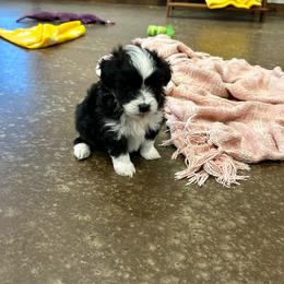 Thelma - Black tri-color female Aussiedoodle puppy in Edgar Springs, Missouri from Scott’s Aussies LLC