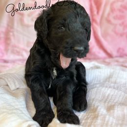 Dynamic - Black male Goldendoodle puppy in Grove, Oklahoma from Guinn Family Farms
