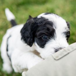 Sheepadoodle Puppies from Downriver Doodles