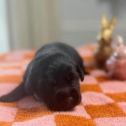 Idaho - Black male Labrador Retriever puppy in Greensburg, Kentucky from Paws Farm Retrievers
