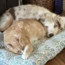 Australian Shepherd All Grown Up from Flowertown Aussies