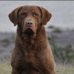 Chesapeake Bay Retrievers and Labrador Retrievers from Skookum Creek Retrievers