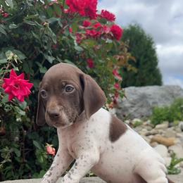 German Shorthaired Pointer Puppies from Mcshorthairs