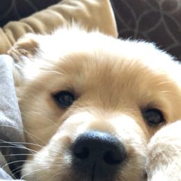 Golden Retriever Puppies from The Golden Garden