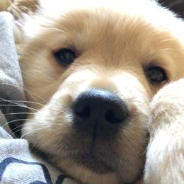 Golden Retriever Puppies from The Golden Garden