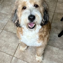 Pheonix - Sable female Bernedoodle puppy in Mattawan, Michigan from KaZoo Doodles