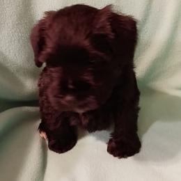 Georgie - Black female Miniature Schnauzer puppy in Midland, Texas from Shebbies Puppy Palace