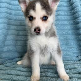 Gracie - Silver female Pomsky puppy in Aberdeen, Idaho from Willow Creek Cresteds