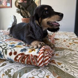 Mo - Black and cream male Dachshund puppy in Temecula, California from Naomi Magee's Dachshund Kennel