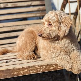 Ruby - Goldendoodle