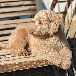 Ruby - Goldendoodle