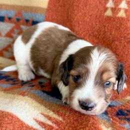 Boy 1 - Dapple male Dachshund puppy in Okeechobee, Florida from HotShot Kennels