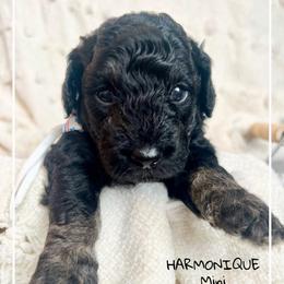 HARMONIQUE - Phantom female Bernedoodle puppy in Houston, Texas from Pia’s Doodle Poodle Wag