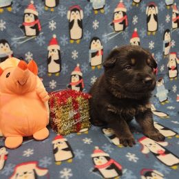 Orange collar - Bi-color male German Shepherd puppy in Ramsey, Illinois from Haus-Farr German Shepherds