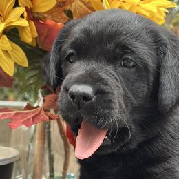 Girl 2 - Black Labrador Retriever puppy in Harlan, Kentucky from Kamalot Kennels
