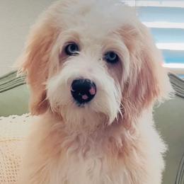Paisley - Bernedoodle