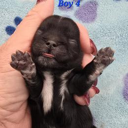 Boy 4 - Black male Shih Tzu puppy in Oakville, Washington from Garrard Creek Shih Tzus