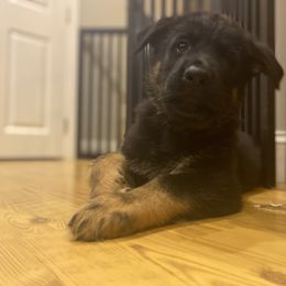 German Shepherd Puppies from Alisha Fitzpatrick