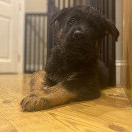 German Shepherd Puppies from Alisha Fitzpatrick