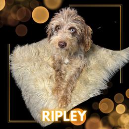 Ripley - Aussiedoodle