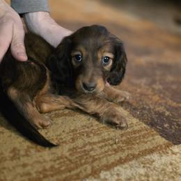Dachshund Puppies from Ohana Mini Dachs