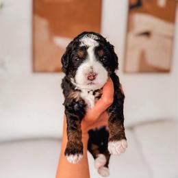 Solace - Tri-color female Bernedoodle puppy in Cold Spring, Minnesota from A.N.A. Doodles