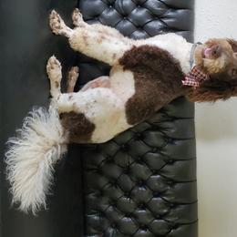 Rocco  - Poodle