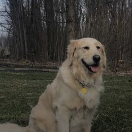 Golden Retrievers from Heavens Gift