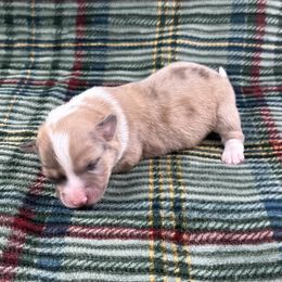 Frosty- Fluffy coat - Sable merle and white male American Corgi puppy in Waskom, Texas from Piney Woods Corgis