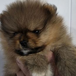 Susie - Red sable Pomeranian puppy in Candler, North Carolina from Carolyn's Pomeranians