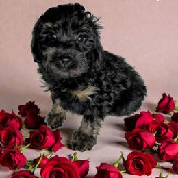 Smoky - Black and tan male Cavapoo puppy in Eau Claire, Wisconsin from Fisher River Doodle's