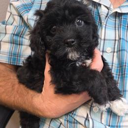 Bisket - Black and white male Cavapoo puppy in Arkansas from Brew House