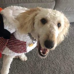 Goldendoodles from Marino's CKC  Goodendoodles of Kentucky