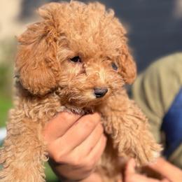 Theodore - Apricot male Poodle puppy in Chattanooga, Tennessee from Joyfull Pals