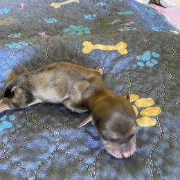 Girl 2 - female Dachshund puppy in Wolf Lake, Indiana from Canisteo Dachshunds