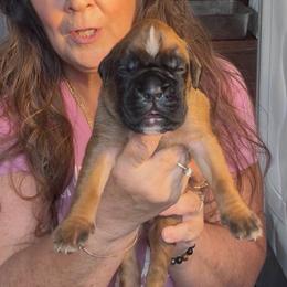 Orange - Fawn male Boxer puppy in Sultan, Washington from Aphrodite Boxers Von Kesler Haus