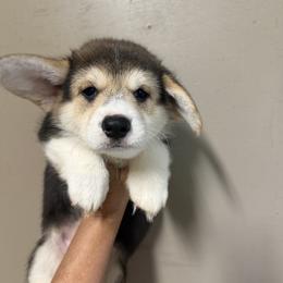 Green Collar Male - Black and tan male Pembroke Welsh Corgi puppy in Victoria, Texas from Clear Creek Corgis
