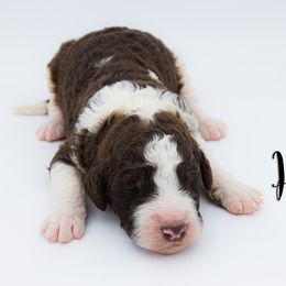 Bernedoodle, Saint Berdoodle, and Sheepadoodle Puppies from Yankee Doodle Puppies
