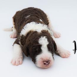 Bernedoodle, Saint Berdoodle, and Sheepadoodle Puppies from Yankee Doodle Puppies