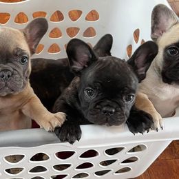 French Bulldogs from 307 Frenchies