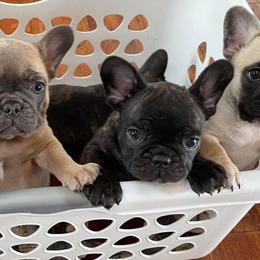 French Bulldogs from 307 Frenchies