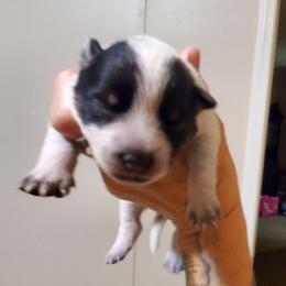 Full mask f2 - Blue speckled female Australian Cattle Dog puppy in Lenoir, North Carolina from Blue Coyote Ranch