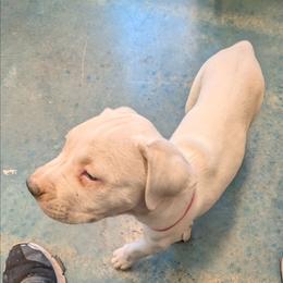 Pink collar - White female Dogo Argentino puppy in Pueblo, Colorado from Palace Guard Dogos