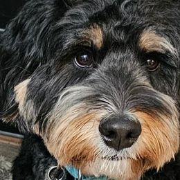 Avery Anna - Bernedoodle