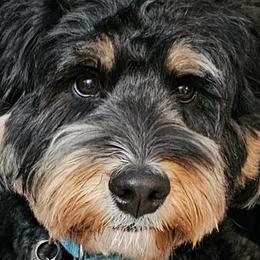 Avery Anna - Bernedoodle