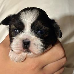 Bella - Tricolor female Shih Tzu puppy in Skipperville, Alabama from Nay Nay’s Babies