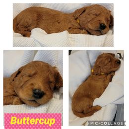 Goldendoodle Puppies from Nicole Christensen