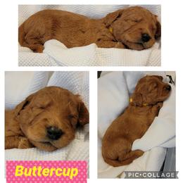 Goldendoodle Puppies from Nicole Christensen