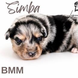Simba - Blue merle male Miniature American Shepherd puppy in Leitchfield, Kentucky from Legendmaker MAS