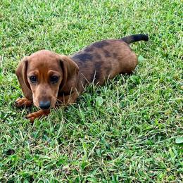 Jada - Dapple female Dachshund puppy in Carrollton, Illinois from Kelly's Doxies